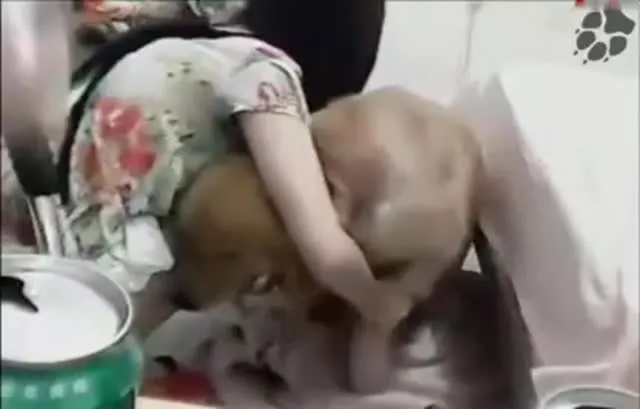 【狗直接挂5档开操】女主保持一个姿势让狗后入mp4