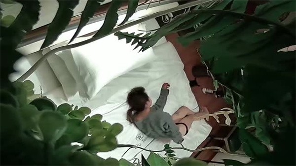 酒店摄像头甄选绝版绿植房